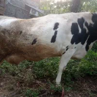 گاوشیری هلشتاین گوساله نر سمینتال جنس|حیوانات مزرعه|کلاچای, |دیوار