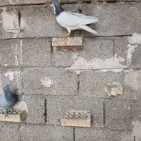 یک جفت گرفتنی|پرنده|شوشتر, |دیوار