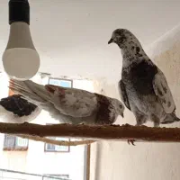 فروش کفتر