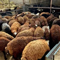 گوسفند زنده بره نرینه ومیش به شرط/شکم خالی کم چربی