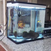 **آکواریوم**