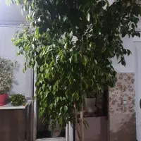 گل بنجامین برگ سبز|گل و گیاه طبیعی|ارومیه, |دیوار