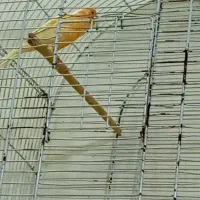 قناری نر بخون آماده آماده