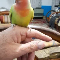 طوطی برزیلی ماده، دستی