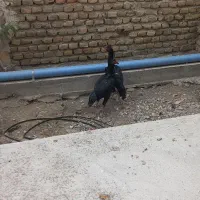 خوروس و لاری|حیوانات مزرعه|بندر ترکمن, |دیوار