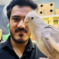 مهد پرنده|پرنده|رامهرمز, |دیوار