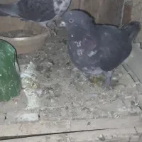 طوقی آبی،مشکی،سرخ،زرد،سرورکفترپرشی|پرنده|قم, هنرستان|دیوار