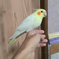 عروس هلندی