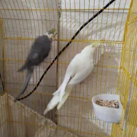 یه جفت عروس هلندی مولد با ضمانت|پرنده|فردوسیه, |دیوار