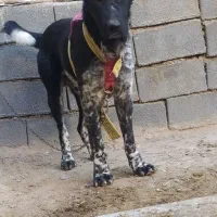 گمشده|حیوانات|خمین, |دیوار