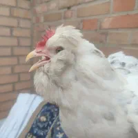 مرغ کرچ ریش فول خال طوسی