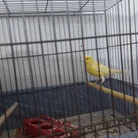 قناری نر|پرنده|اردبیل, |دیوار