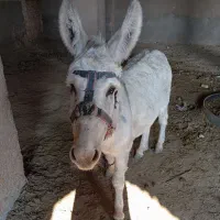 الاغ|حیوانات مزرعه|سبزوار, فیاض|دیوار