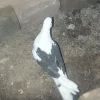 دوکت جوانه|پرنده|سراوان, |دیوار