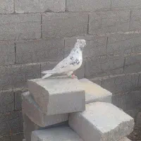 کبوتر سالم پرشی به شرت|پرنده|دوتپه, |دیوار