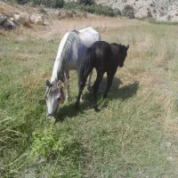 اسب با کره نر