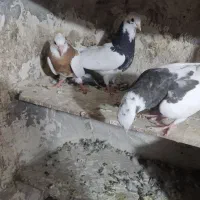 کبوتر|پرنده|شیراز, بید زرد|دیوار
