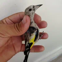 جوجه سقا نر عتیغه