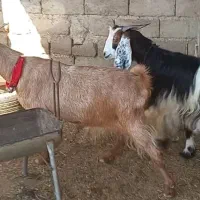 ۳راس سالار بز و کولار بز آبستن سانن و دورگ ترکی|حیوانات مزرعه|شیراز, ارم|دیوار