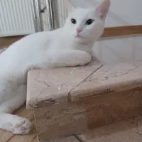 گربه پرشین|گربه|گنبد کاووس, |دیوار