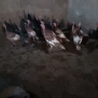 17عدد بوقلمون نر و ماده 9ماهه هر عدد 1800|حیوانات مزرعه|جوادآباد, |دیوار