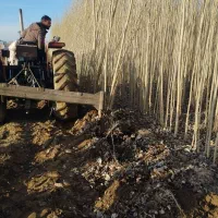 نهال صنوبر نیگرا