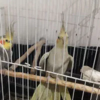 عروس هلندی نر و ماده