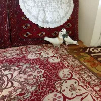 سلام دوعددطوقی نروماده