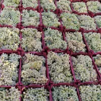 باغچه سنددار باغ چهاردیواری انجم آباد|فروش زمین و ملک کلنگی|تهران, سعیدآباد|دیوار