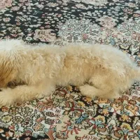 پودل توی|سگ|بندرعباس, |دیوار