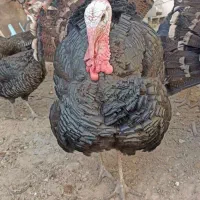 بقلمون محلی