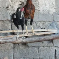 خروس لاری