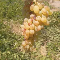 جنس ارگانیک ومحلی