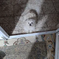 فروش سگ پاکوتاه خارجی|سگ|بم, |دیوار