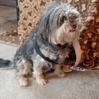 سگ شیتزو خانگی