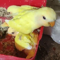 جوجه برزیلی