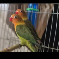 طوطی برزیلی