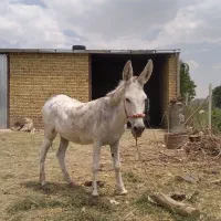 خر خوب عالی پورزور