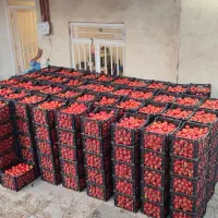 گوجه سد ارداک و گوجه پی اس قوچان