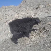 تکه یا نربز|حیوانات مزرعه|درح, |دیوار