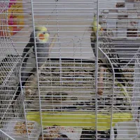 عروس هلندی جفت به همراه قفس|پرنده|آستانه اشرفیه, |دیوار