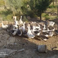 غاز .غو غاز
