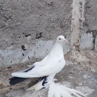 کبوتر ۳ عدد|پرنده|خسروشاه, |دیوار
