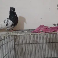 کبوتر|پرنده|فولادشهر, مسکن مهر فولادشهر|دیوار