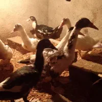 اوردک خارجی|حیوانات مزرعه|بندر گز, |دیوار