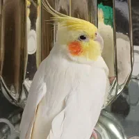 عروس هلندی