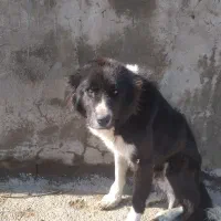 سگ ماده قدیر جان