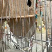 ۶ عدد پرنده|پرنده|محمدشهر, همایون ویلا|دیوار