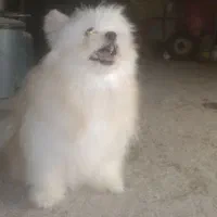 سگ فروشی|سگ|میناب, |دیوار