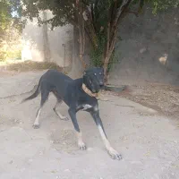 سگ دوبرمن